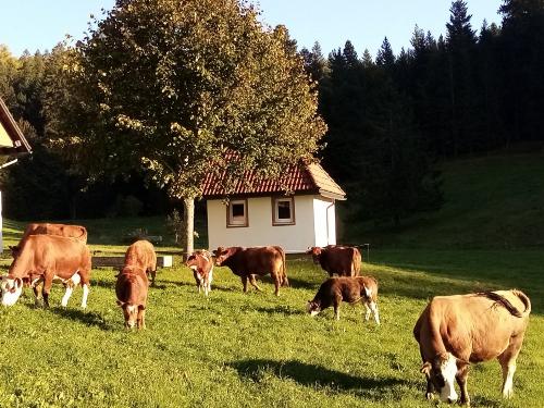 Mutterkuhherde