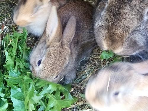 Hasenfamilie