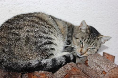 Hofkatze am Lieblingsplatz