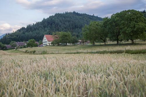 bauernhofschneider_kornfeld