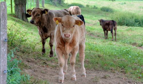 bauernhofschneider_tiere2