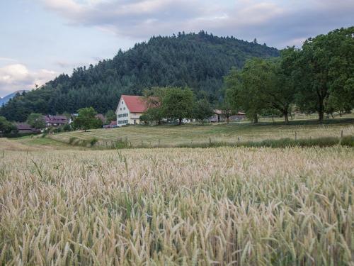 bauernhofschneider_kornfeld