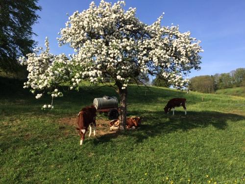 Frühling