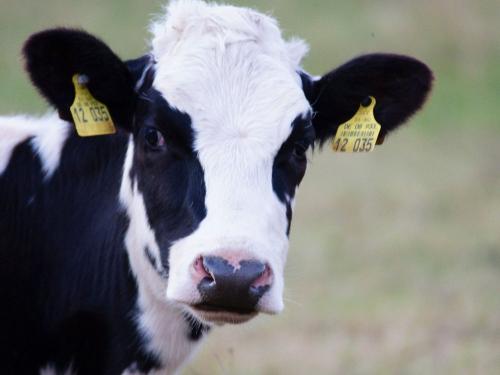 Auf du und du mit der Kuh