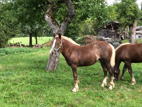 Pferde auf dem Thomashof