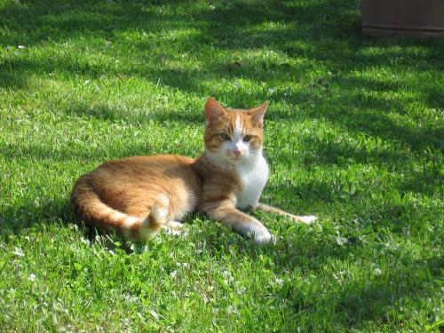 Katze Harry