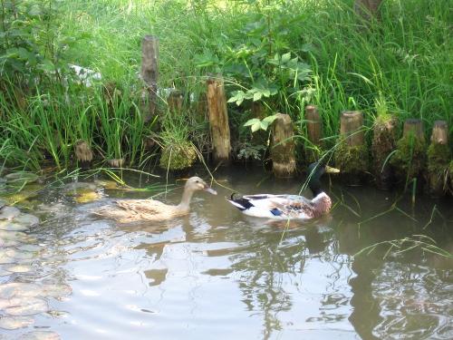 Enten