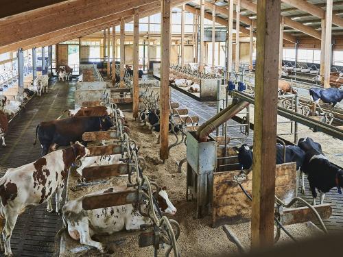 Blick in den Kuhstall