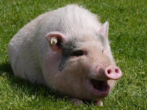 Ernie - das lachende Schwein