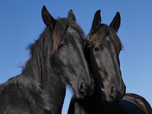 Yeltje und Wayra