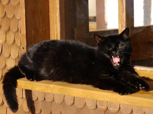 Kater Moritz