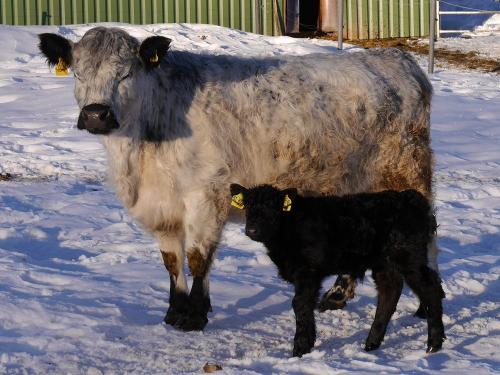 Gallowaykuh mit Kalb