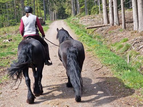 Ausritt mit Handpferd