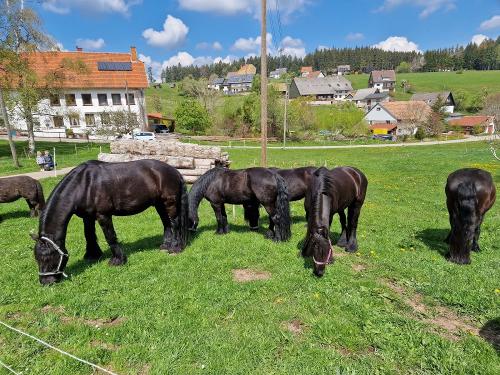 Friesen auf der Frühlingsweide