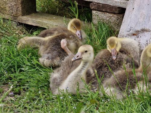 Gänseküken