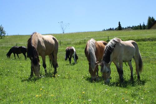 Sommerweide