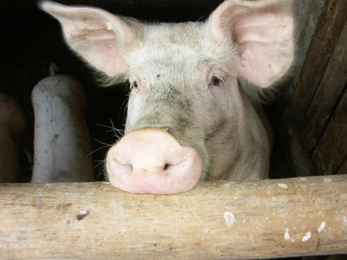 Tierische Hofbewohner