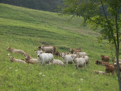 Tierische Hofbewohner