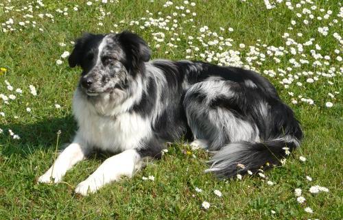 Ich bin Peggy der Hofhund