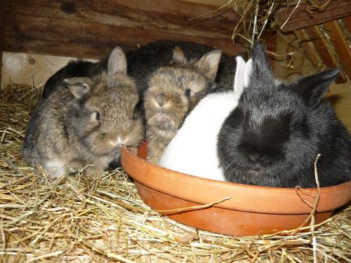 unser Kaninchen Nachwuchs