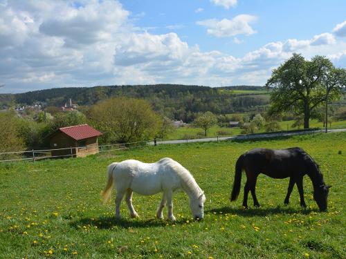ponysaufderweide
