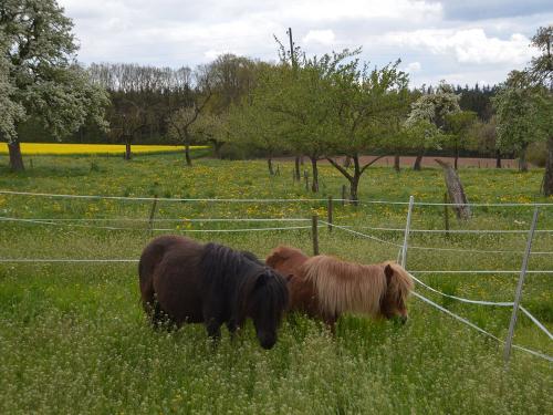 Ponys auf der Weide