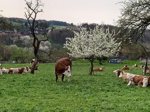 die Kühe des Nachbarn auf der Wiede hinter dem Haus