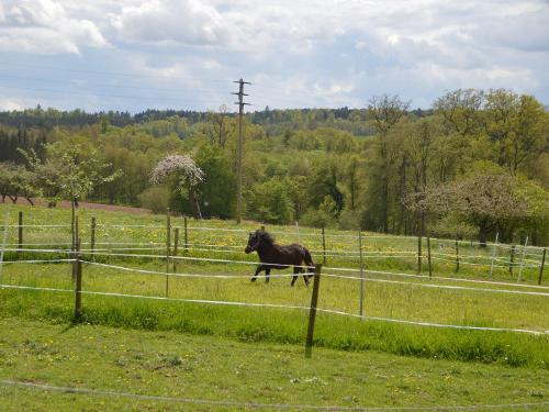 unser Pony Felix