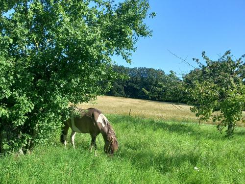 unsere Ponys auf der Weide