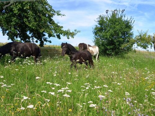 Ponys auf der Weide