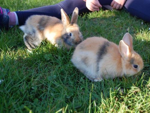 Tiere erleben