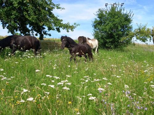 unsere Ponys