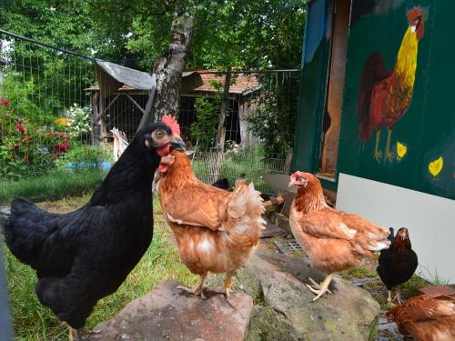 Tiere erleben