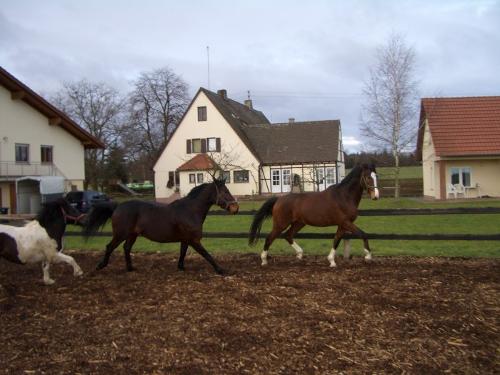 Pferdeparadies