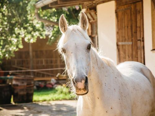Schluelenswaldhof-No1-49