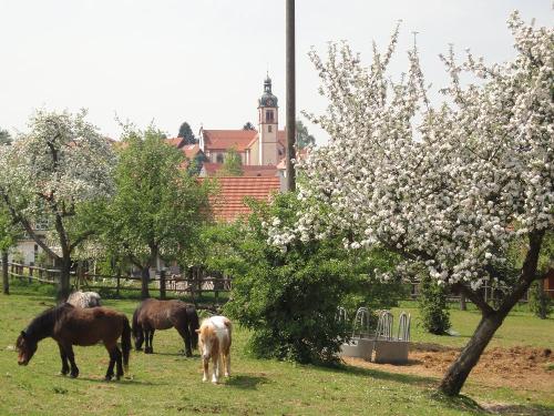 Ponies auf der Weide hinter der Ferienwohnung