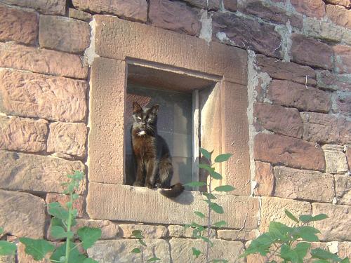 unsere Katze Ida