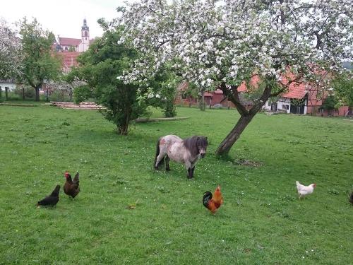 Obstbaumblüte Pony Felix mit unseren Hühnern