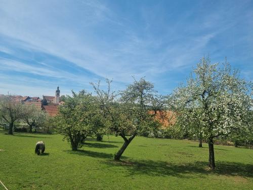 Ponykoppel hinter dem Hof
