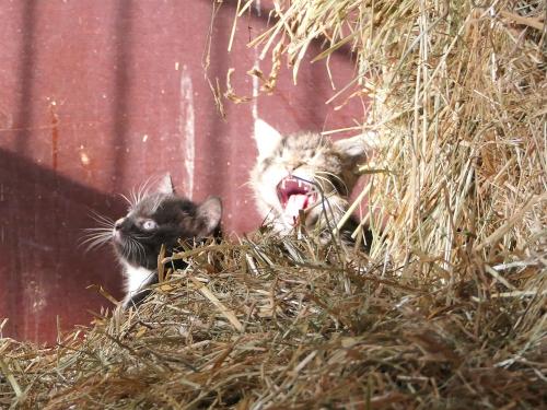 Katzen