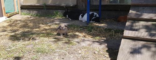 Hoppelnde  Hasen