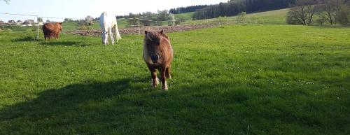 Pony