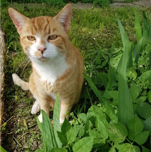 ferienhof_bohn_katze