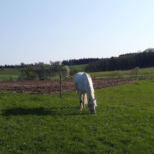 ferienhof_bohn_pferd