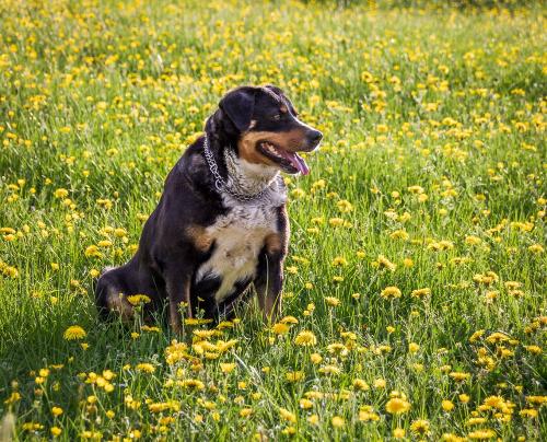 Hofhund Jenny