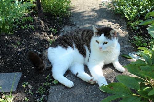 Rosi - unsere Katze