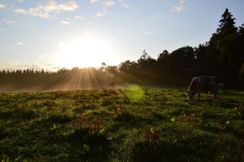 Morgentau