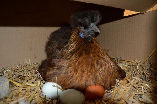 huhn1