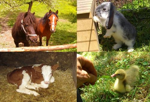 hoftiere1