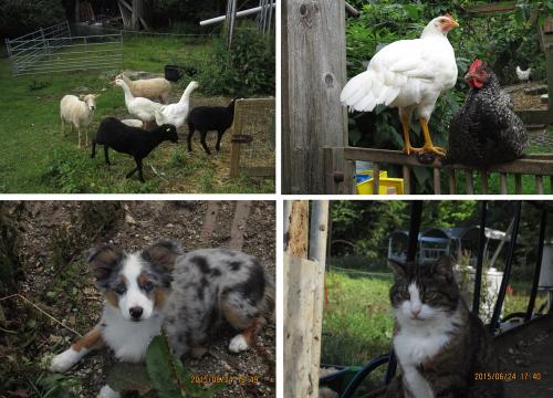 hoftiere2